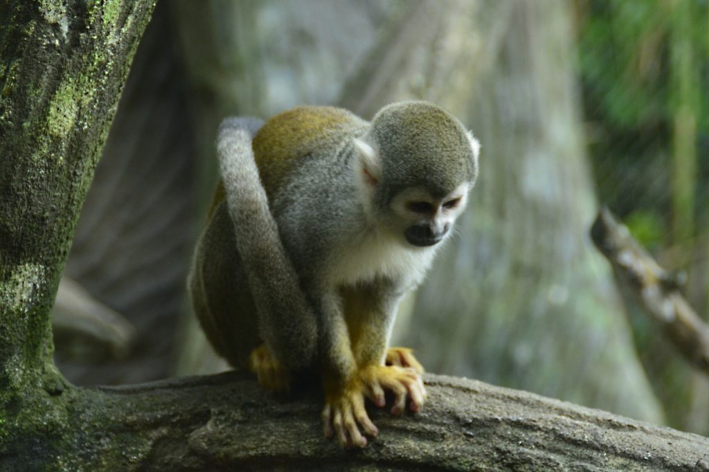 monkey, zoo, mammals-4833554.jpg